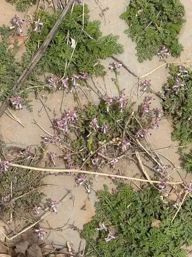 Foto dokumenter Corydalis bungeana