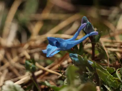 Foto dokumenter Corydalis cashmeriana