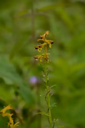 Foto dokumenter Corydalis cornuta