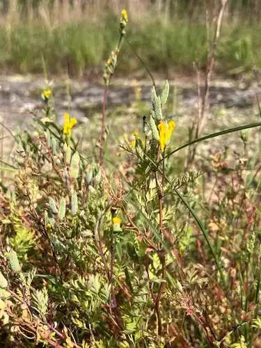 Foto dokumenter Corydalis crystallina