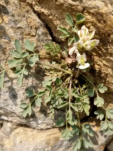 Foto dokumenter Corydalis fangshanensis