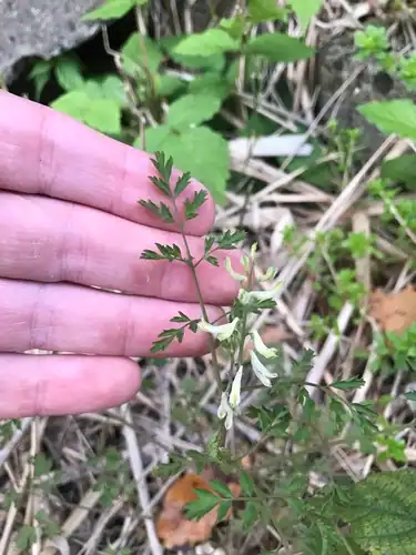 Foto dokumenter Corydalis racemosa