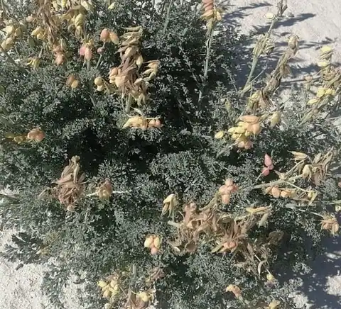 Foto dokumenter Corydalis stricta