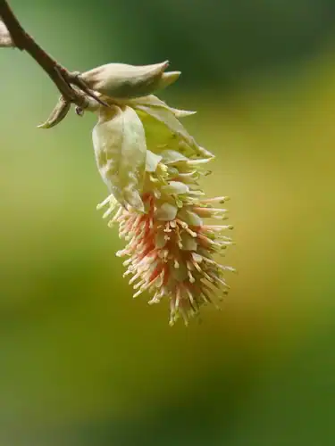 Foto dokumenter Corylopsis multiflora