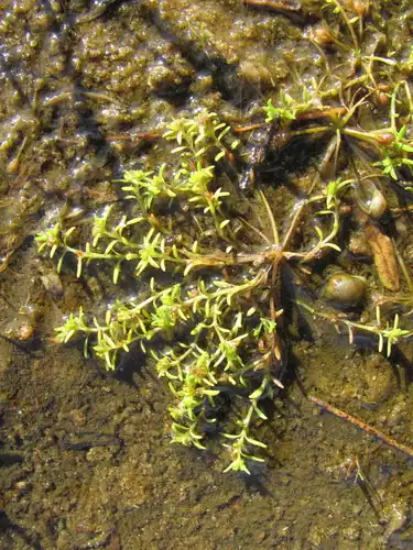 Foto dokumenter Crassula aquatica