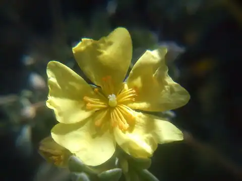 Foto dokumenter Crocanthemum glomeratum