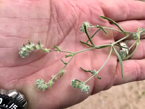Foto dokumenter Cryptantha decipiens