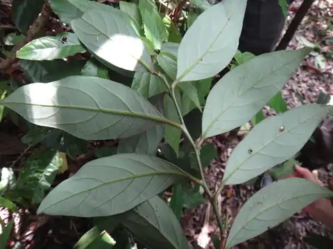 Foto dokumenter Cryptocarya concinna