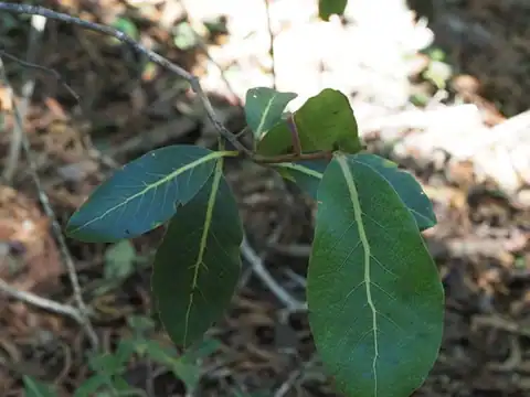 Foto dokumenter Cryptocarya mannii
