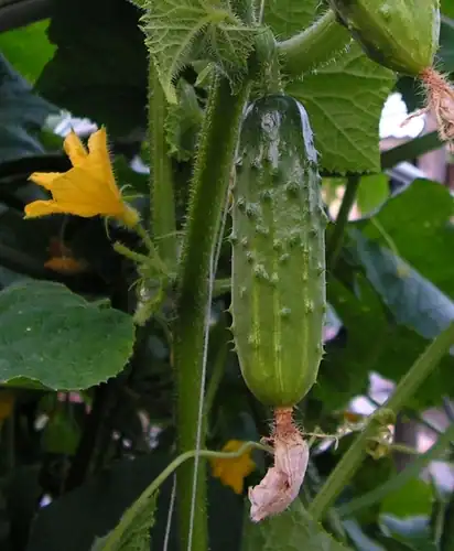Foto dokumenter Cucumis sativus