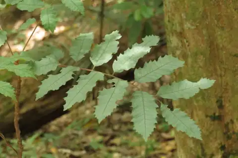 Foto dokumenter Cupaniopsis flagelliformis