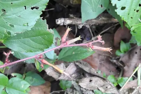 Foto dokumenter Cuphea appendiculata