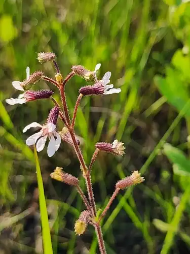 Foto dokumenter Cuphea aspera
