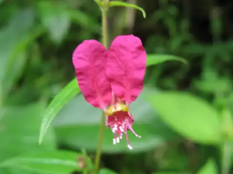 Foto dokumenter Cuphea cordata