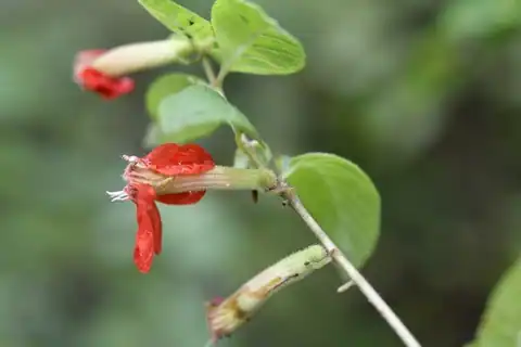 Foto dokumenter Cuphea intermedia