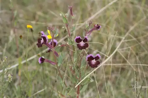 Foto dokumenter Cuphea lanceolata