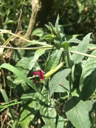 Foto dokumenter Cuphea nitidula