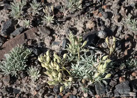 Foto dokumenter Cusickiella douglasii