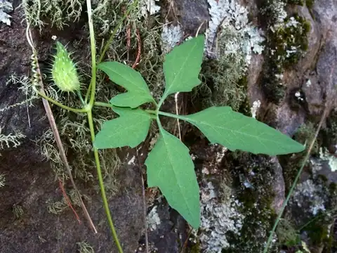 Foto dokumenter Cyclanthera gracillima