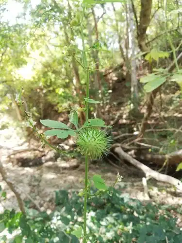 Foto dokumenter Cyclanthera multifoliola