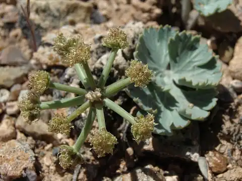 Foto dokumenter Cymopterus basalticus