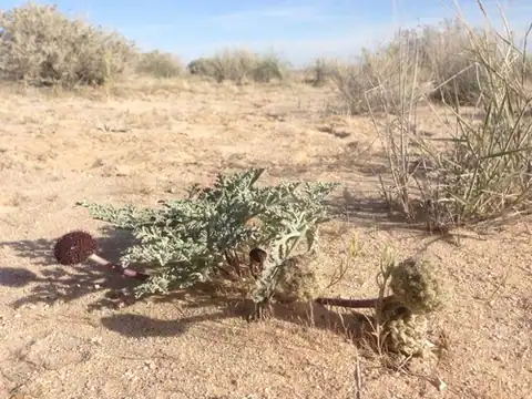Foto dokumenter Cymopterus deserticola