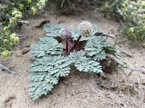 Foto dokumenter Cymopterus globosus