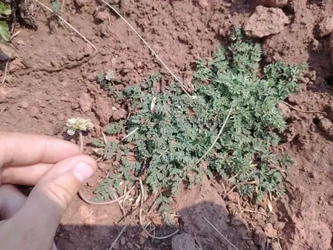 Foto dokumenter Cymopterus nivalis