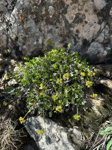 Foto dokumenter Cymopterus trotteri