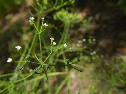 Foto dokumenter Cynosciadium digitatum