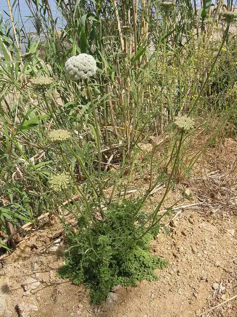Daucus carota; sumber menduga subsp. commutatus, sehingga identitas anak jenis belum dipastikan.