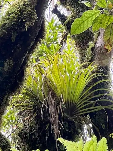 Foto dokumenter Astelia microsperma
