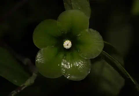 Foto dokumenter Deherainia smaragdina