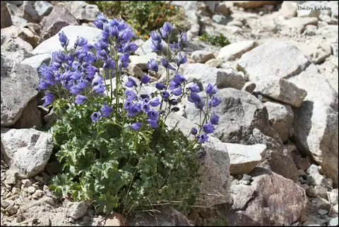 Foto dokumenter Delphinium brunonianum