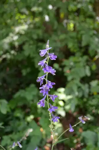 Foto dokumenter Delphinium exaltatum