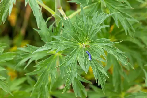 Foto dokumenter Delphinium geraniifolium