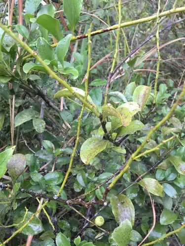 Foto dokumenter Dendrotrophe varians