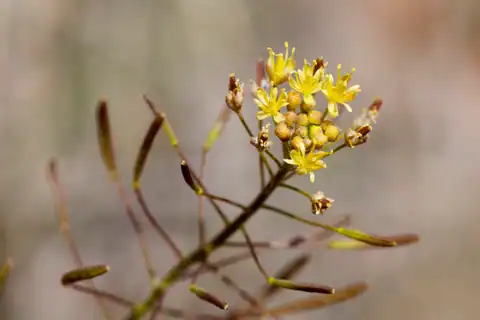 Descurainia pinnata, dicatat sumber sebagai Descurainia pinnata subsp. ochroleuca.
