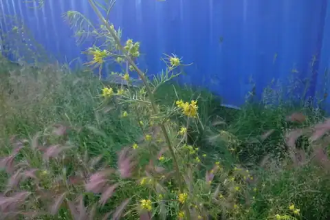 Foto dokumenter Descurainia sophioides