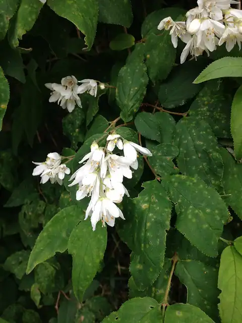 Foto dokumenter Deutzia crenata