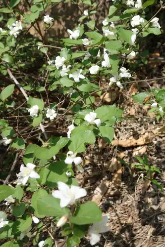 Foto dokumenter Deutzia grandiflora