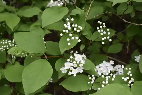 Foto dokumenter Deutzia parviflora