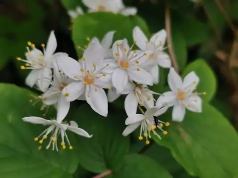 Foto dokumenter Deutzia scabra