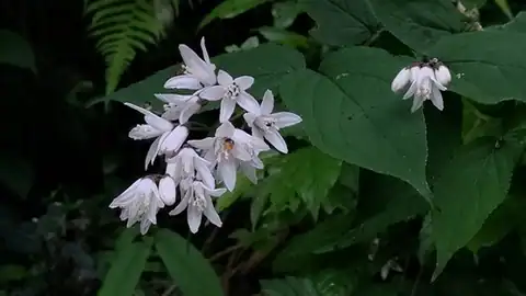 Foto dokumenter Deutzia taiwanensis