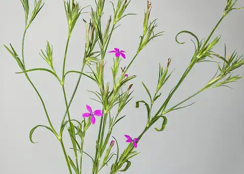 Foto dokumenter Dianthus armeria
