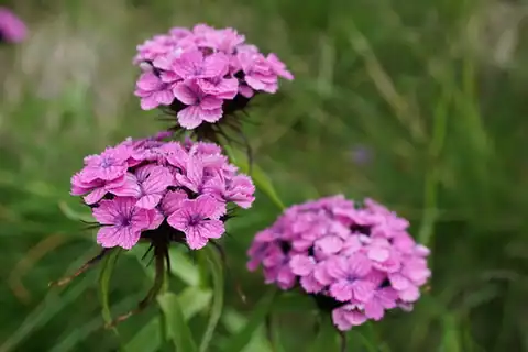 Foto dokumenter Dianthus barbatus