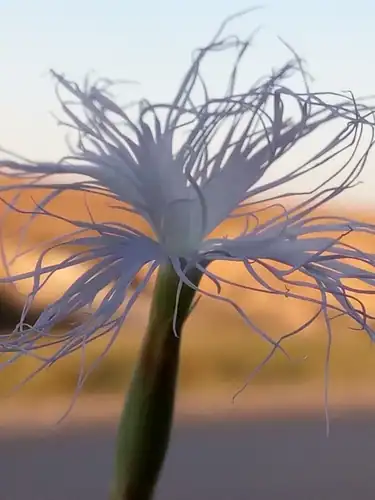 Foto dokumenter Dianthus crinitus