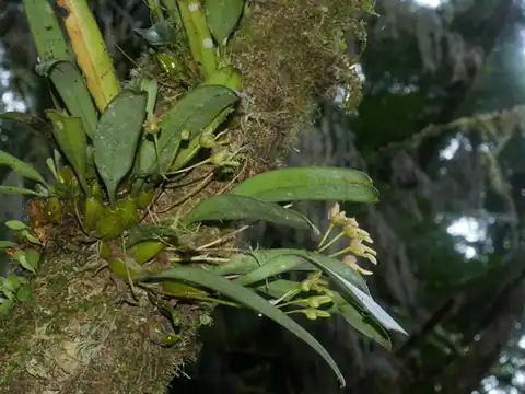 Foto dokumenter Bulbophyllum umbellatum