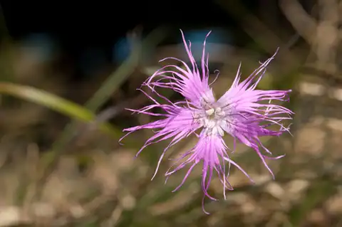 Foto dokumenter Dianthus pygmaeus