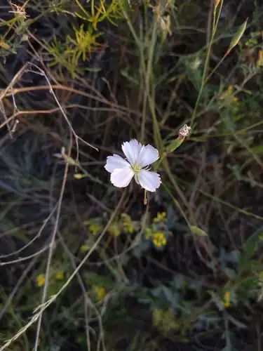 Foto dokumenter Dianthus ramosissimus